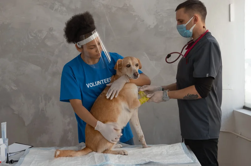 Veterinary care for pets financed by Alphaeon Credit